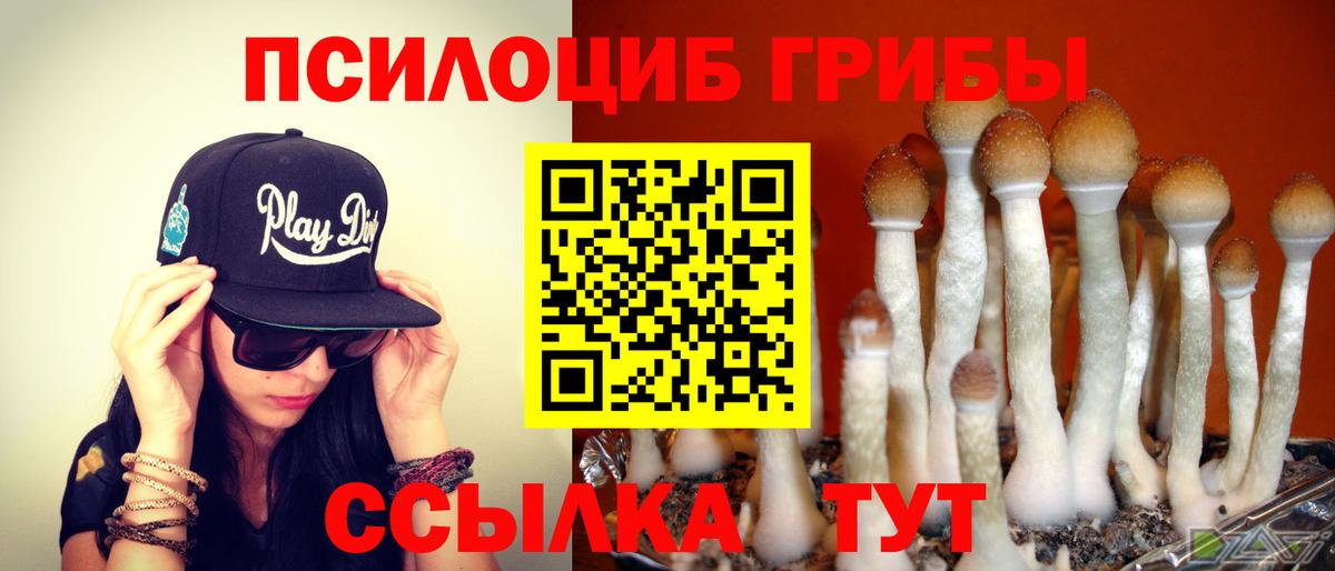 Галлюциногенные грибы Psilocybine cubensis Луга